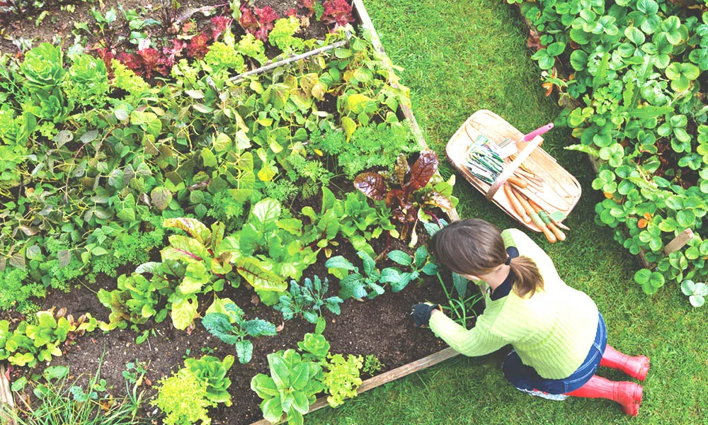 Sustainable Gardening