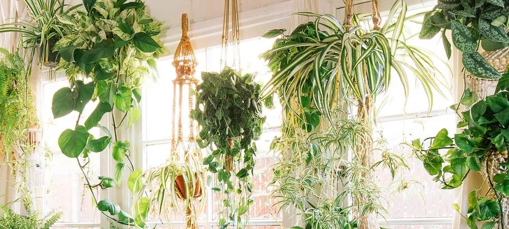 Hanging Plants