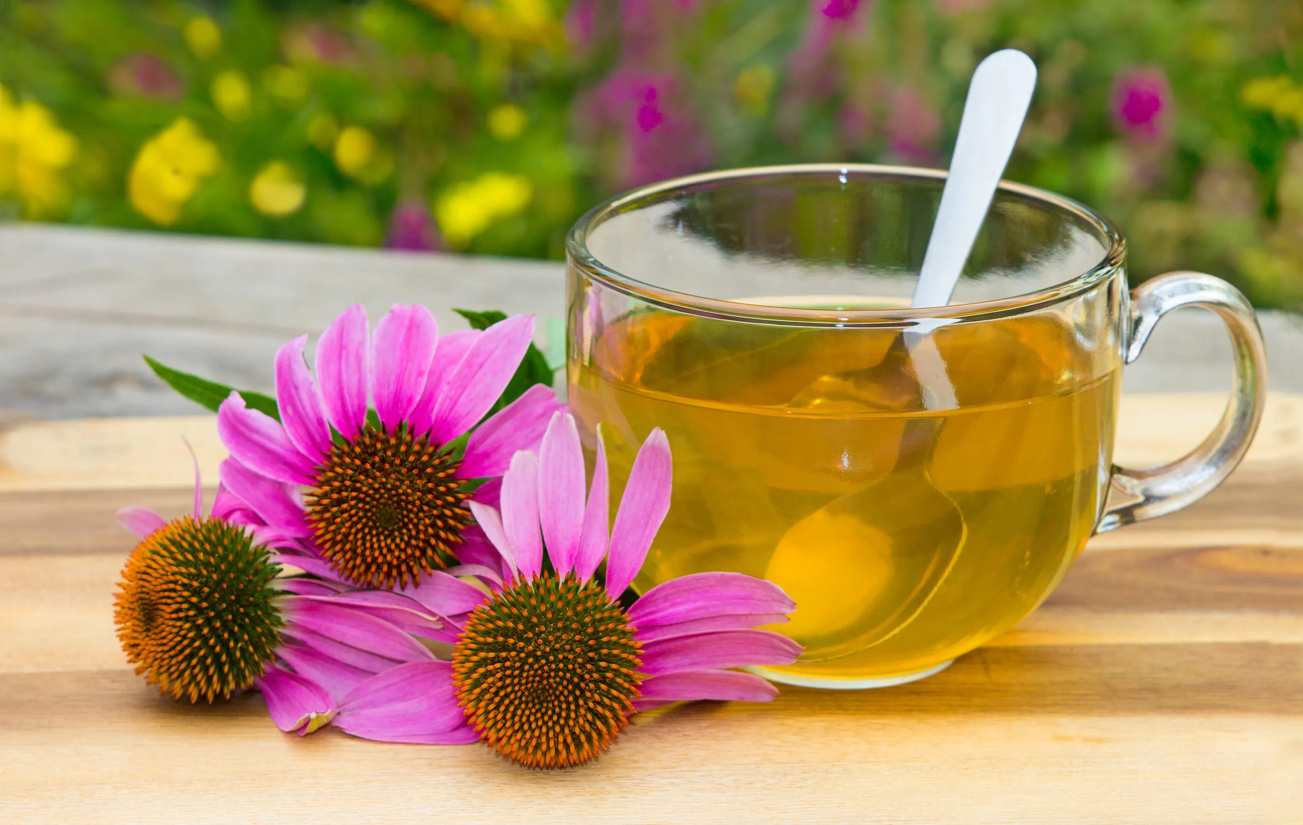 Echinacea Tea