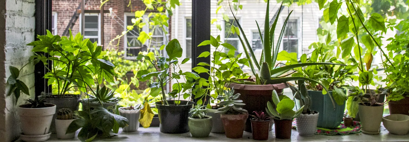 Windowsill Garden