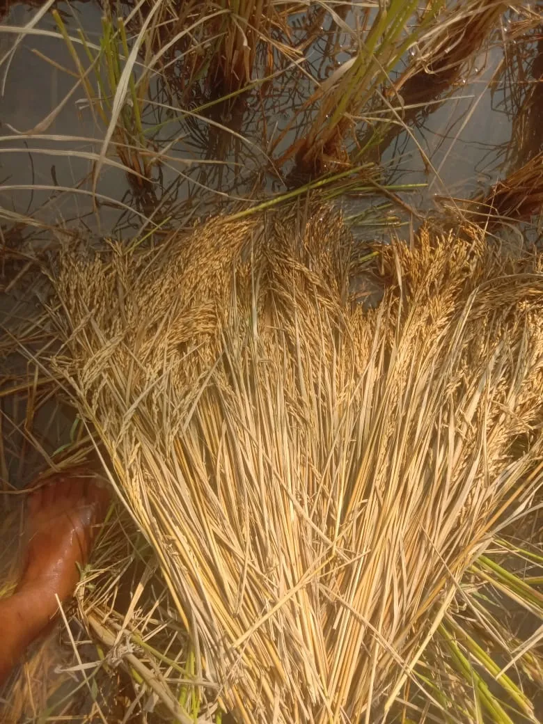 Mkg rain damaged paddy (1)