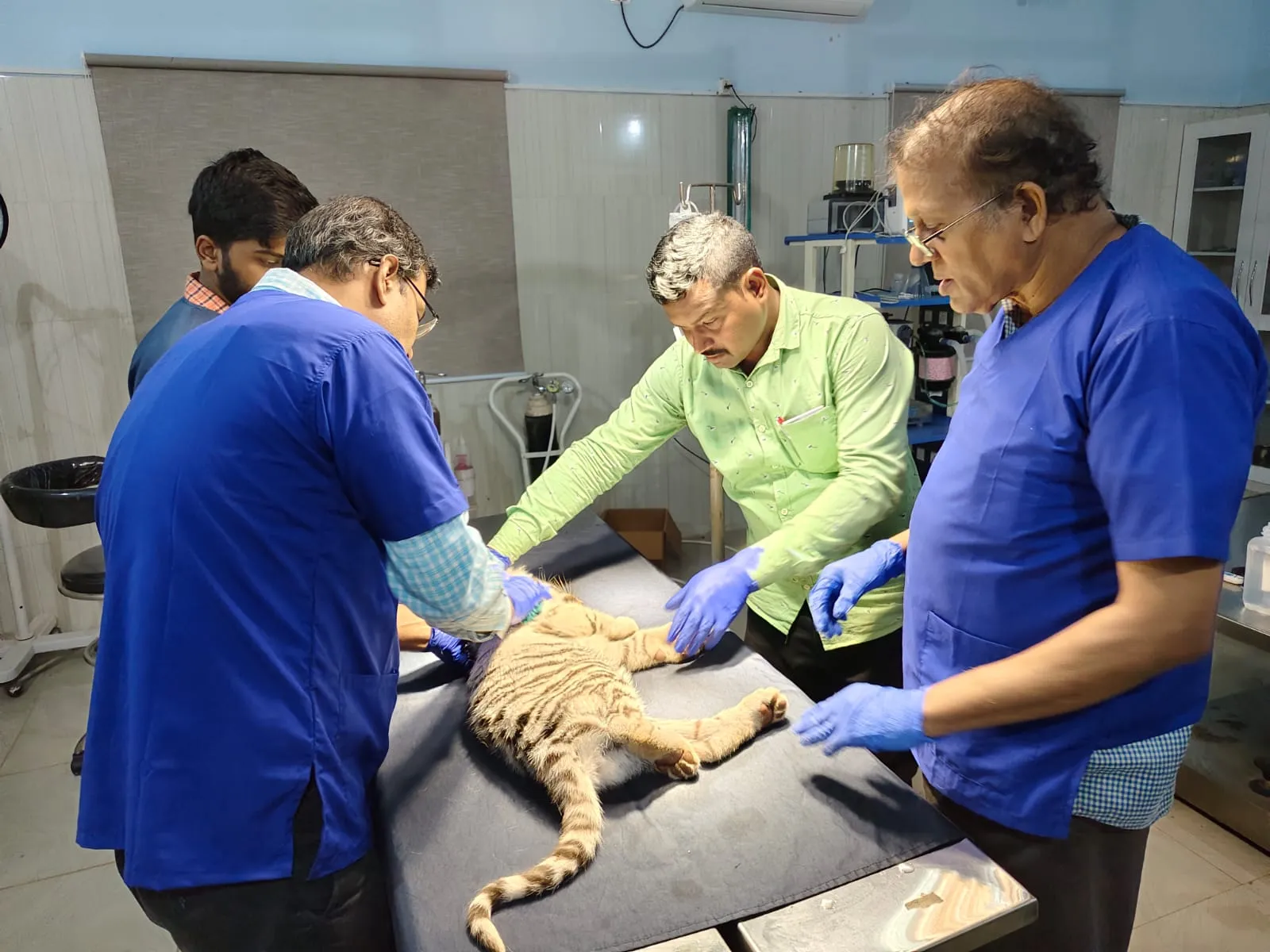 tiger cub died