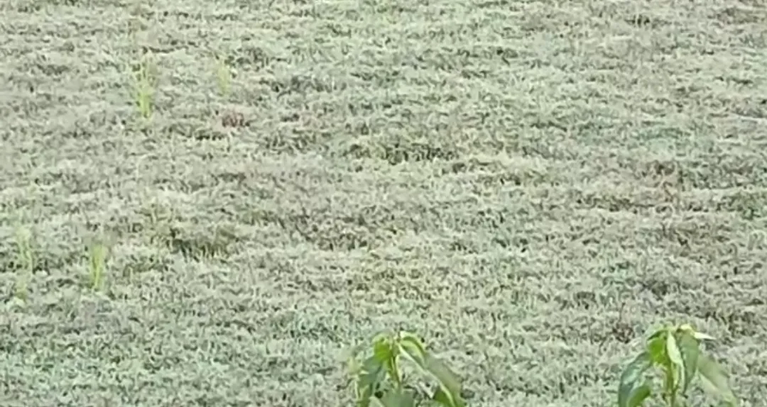 Snowfall at G.Udayagiri