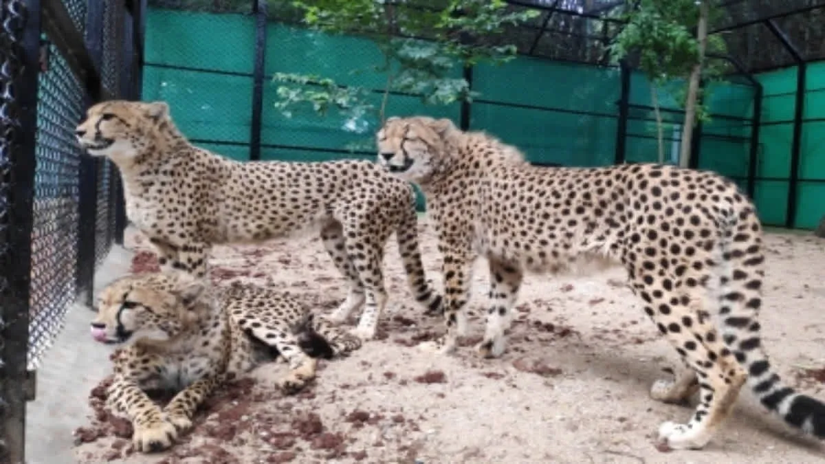 Cheetah brought from South Africa injured in fight at Kuno park, cheetah -brought-from-south-africa-injured-in-fight-at-kuno-park