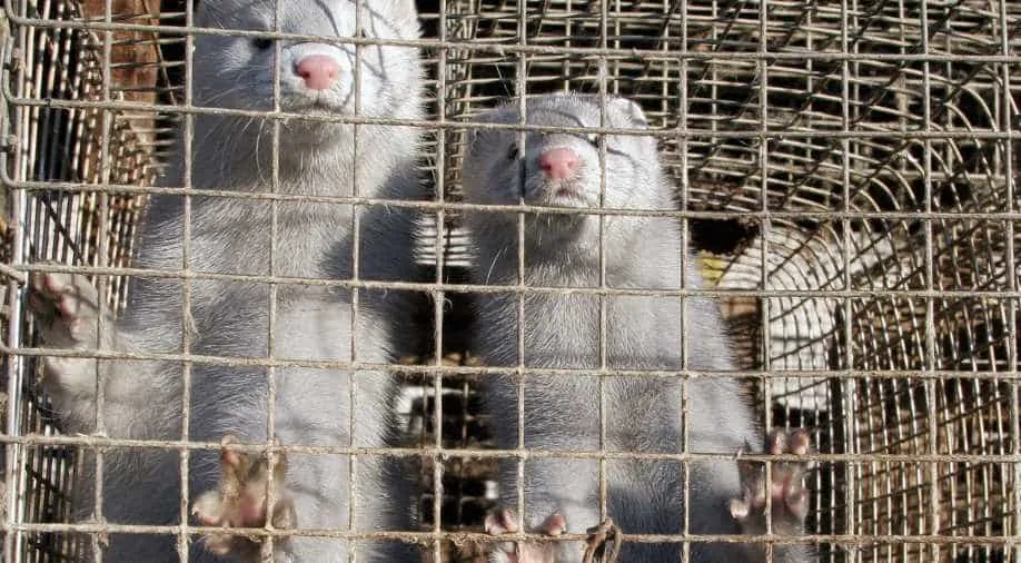 Denmark to cull millions of minks amid mutation fears for coronavirus vaccine, World News | wionews.com
