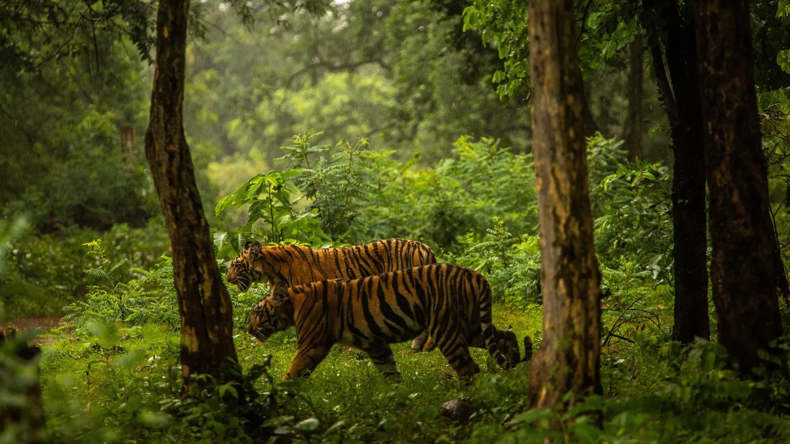 Man-Eating Tiger Is Shot Dead in India - The New York Times
