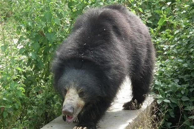 Image result for india bear