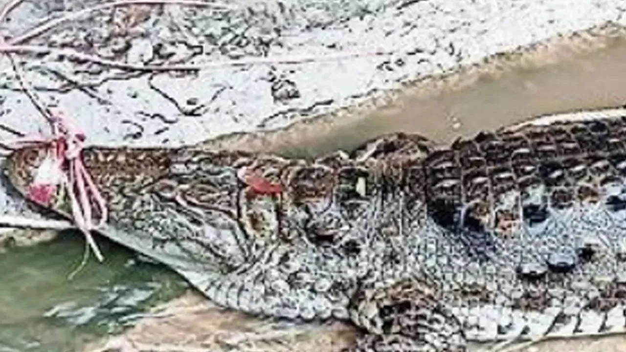 Haridwar: Crocodiles flee swollen Ganga, enter Haridwar homes | Dehradun  News - Times of India