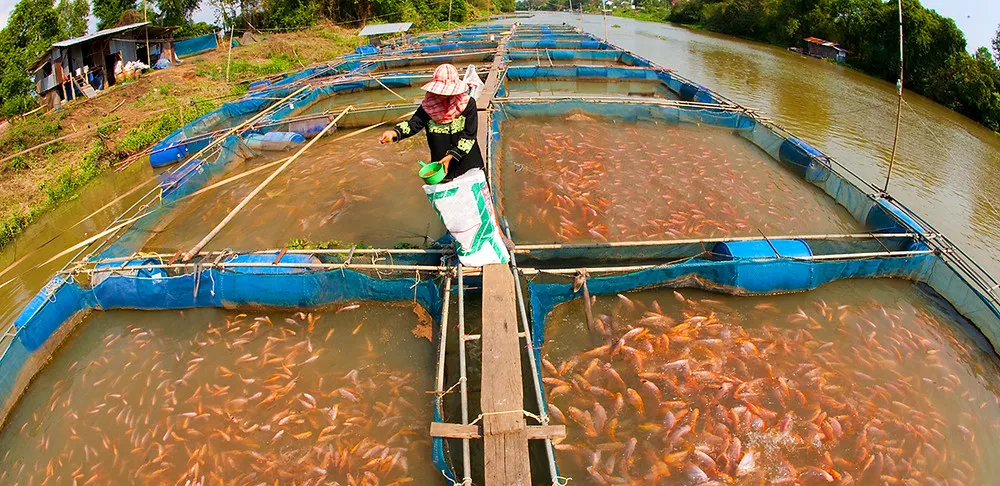 Small-Scale Fish farming