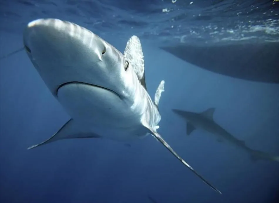 Shark