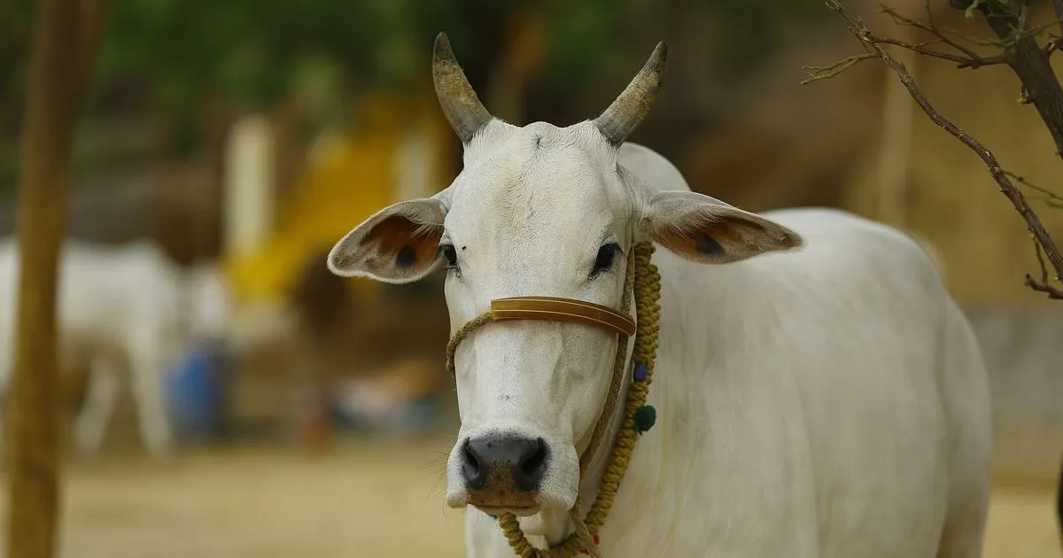 Buying a cow is a complicated business. Just ask this unlikely cow owner in Bengaluru