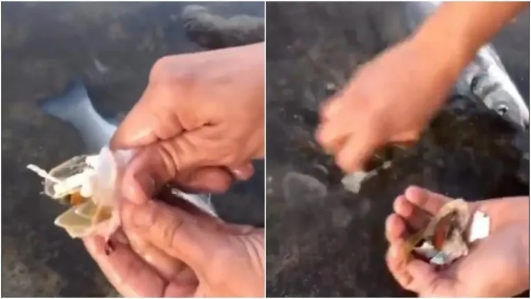 Image result for man-finding-plastic-in-fish-s-stomach-in-spain