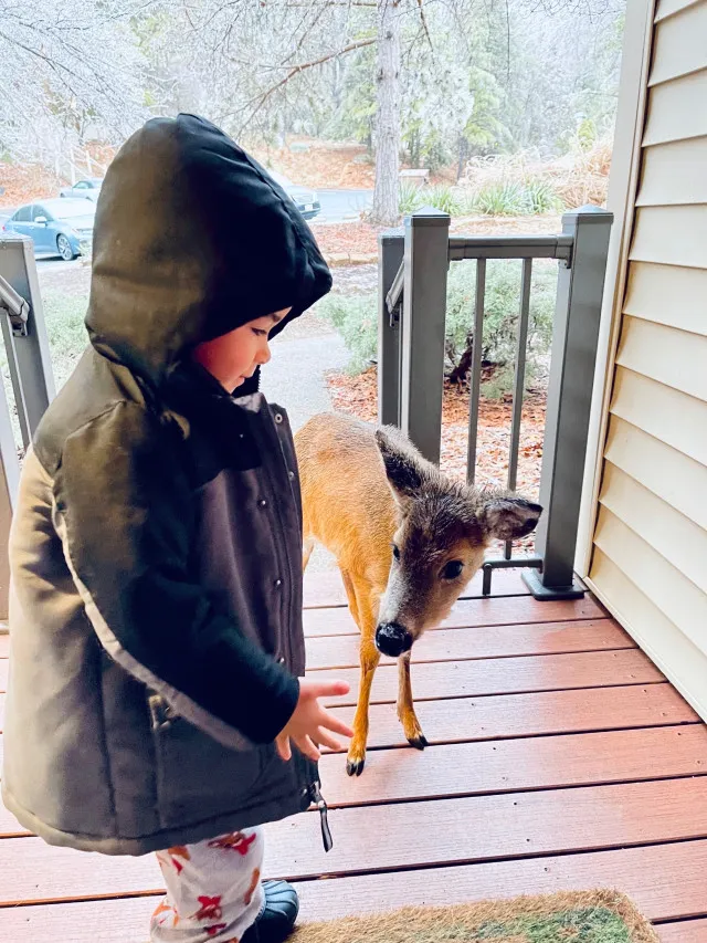 Virginia: Little Boy Befriends Baby Deer In Woods