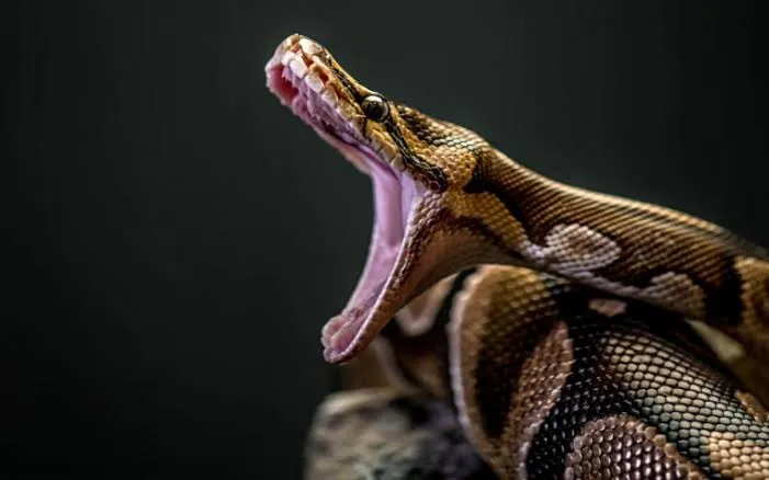 Image result for python