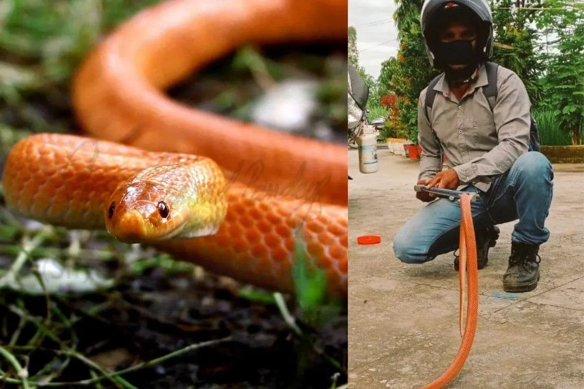 Rare' Red Coral Kukri Snake Rescued from Residential House in ...