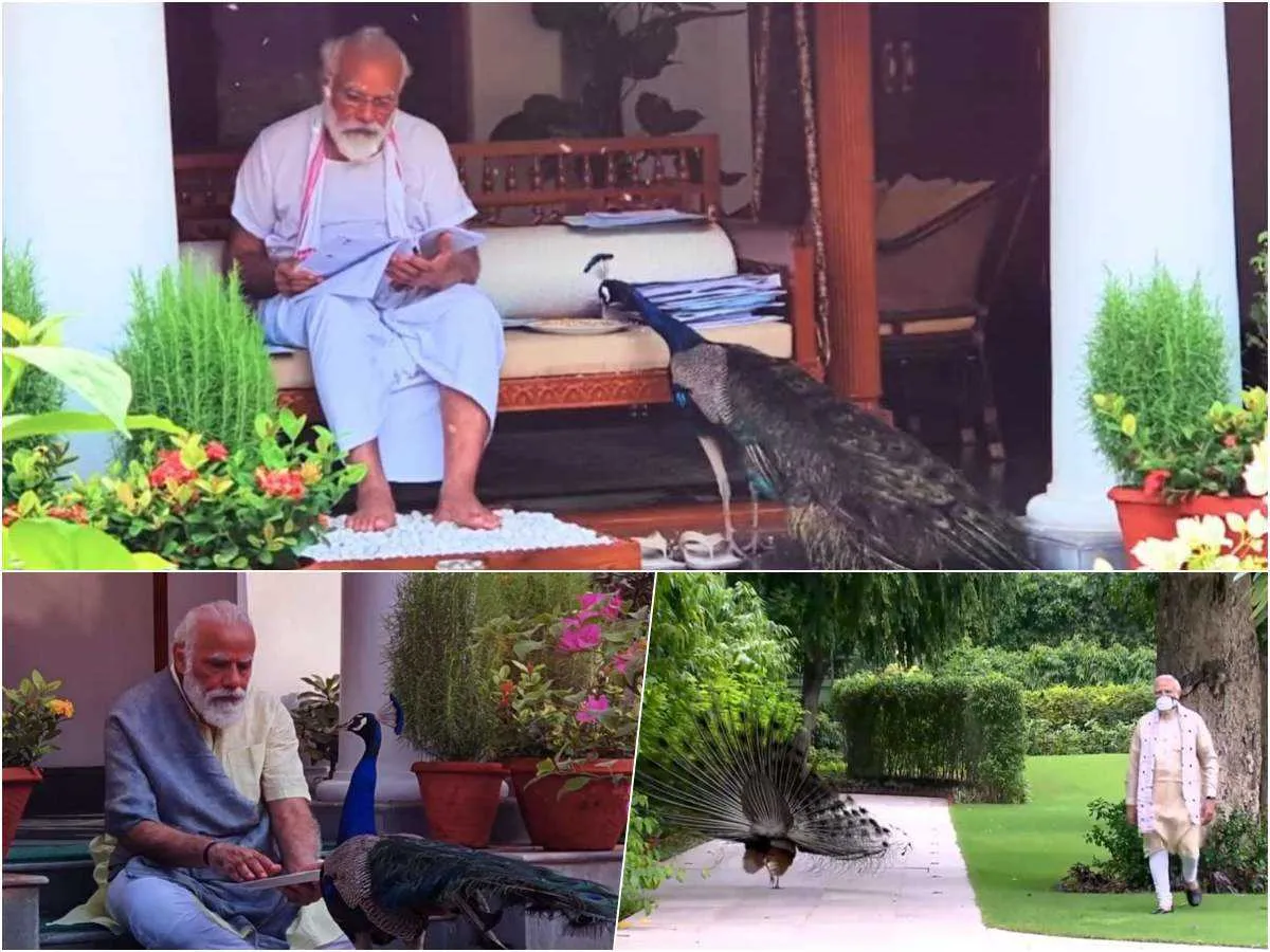 PM Narendra Modi Instagram Video With Peacocks Photos ...
