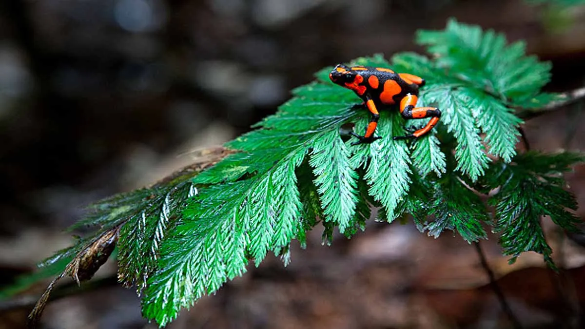 World's most poisonous frog Cost 1.50 lakh Rupees