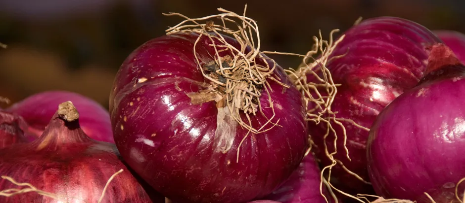 Is it true that onions can absorb bacteria? | Office for Science ...