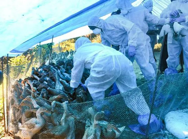 Several States on alert as fear of bird flu grows - The Hindu
