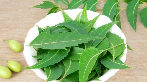 Image result for neem leaves,nari