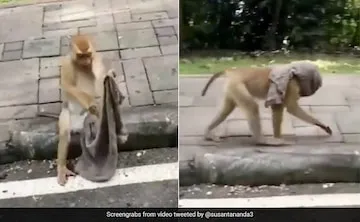 This Video Of A Monkey Wearing A Face Mask Will Leave You In Stitches
