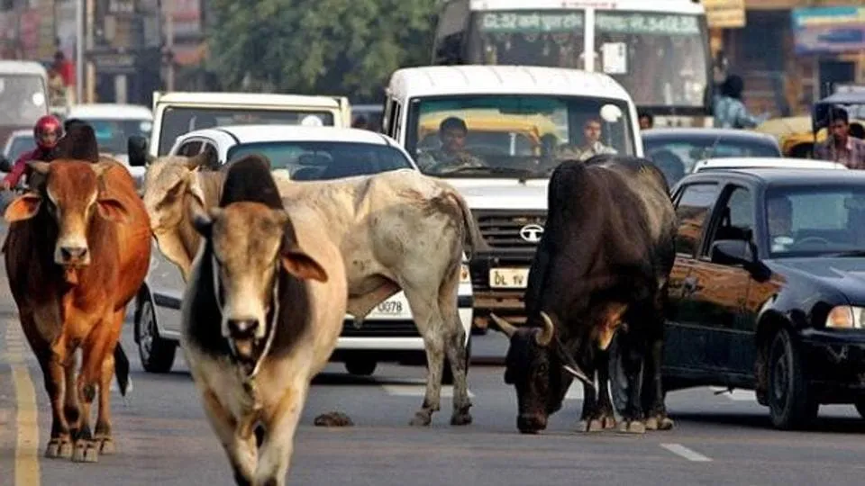 Image result for cows in road