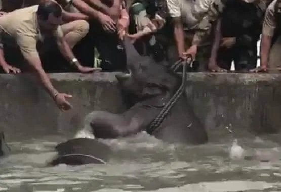 पानी के टैंक में गिरा हाथी का बच्चा और मां, फिर सेना ने दिखाया दम