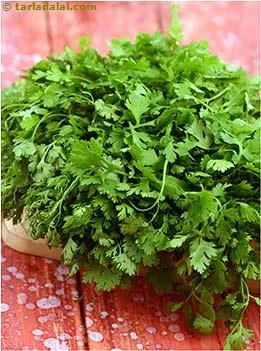 What is Kothmir,Coriander, Dhania? Glossary, Uses, Benefits + Recipes