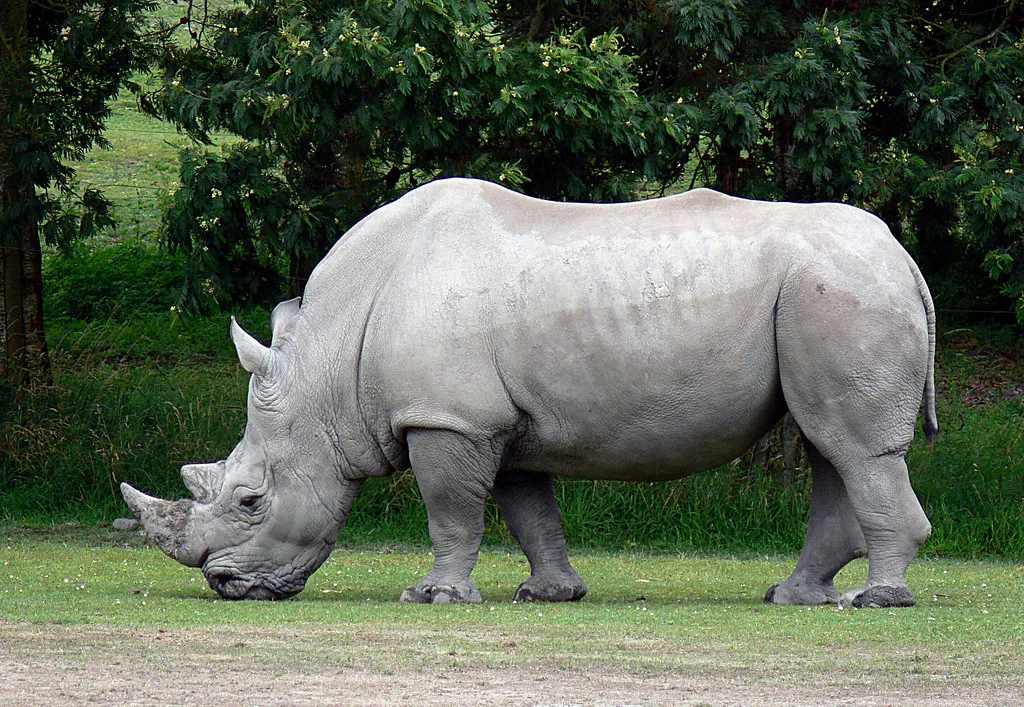Image result for white Rhinoceros