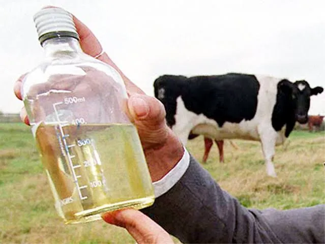 Image result for cow urine