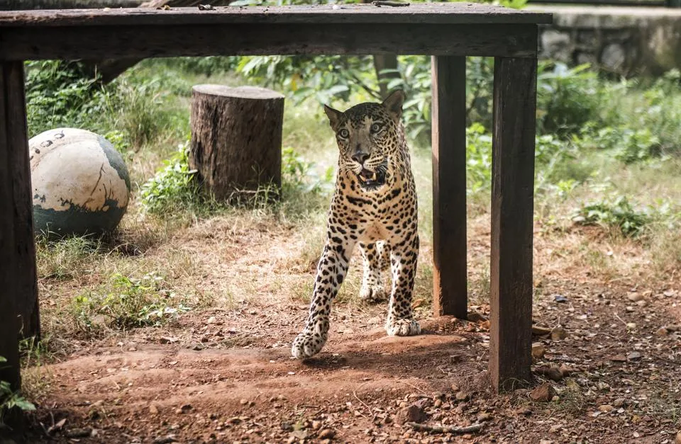 Image result for leopard-enters-house-in-karnataka-attacks-5-year-old-boy