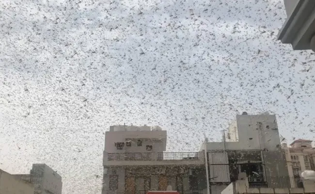 Locust Swarms Spotted Near Delhi Airport, Pilots Asked To Be Cautious