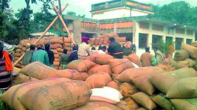 Image result for paddy in odisha