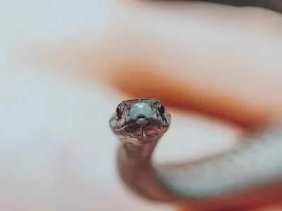 Kerala: Woman dies of snake-bite, husband and his friend in police ...