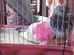 Chetan Bhagat Reaction On Pakistan Pigeon Spy In Custody Of Jammu ...