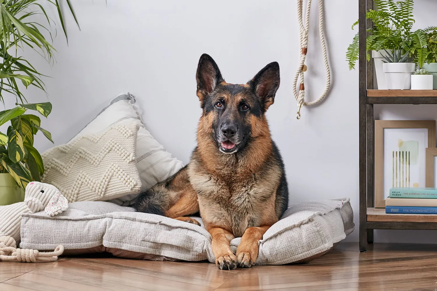 German Shepherd Dog - Full Profile, History, and Care