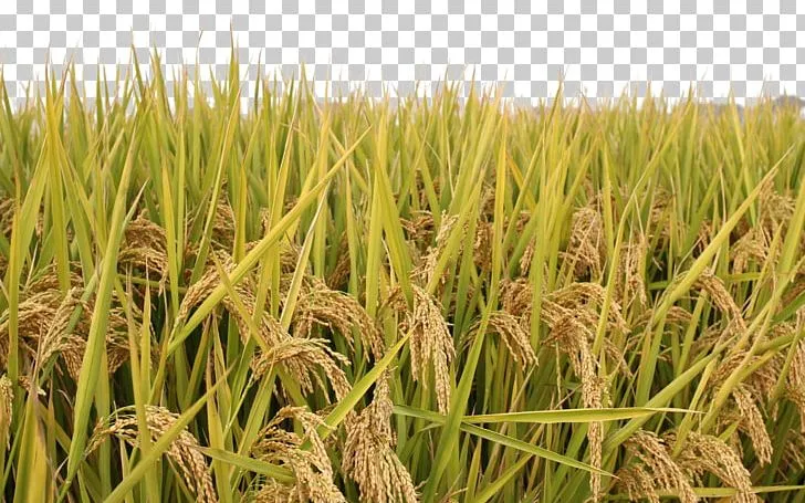 Image result for paddy field