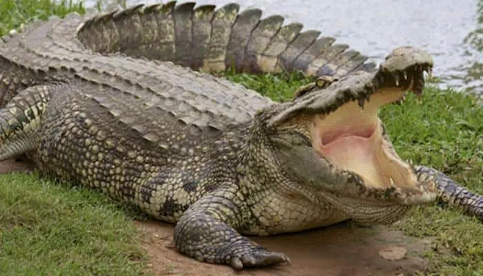 Crocodiles on the prowl in UP's Etawah, villagers fear for life | India News | Zee News
