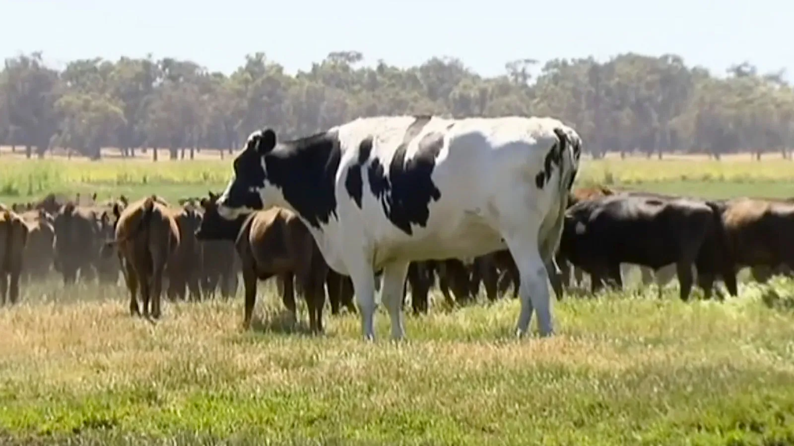 What Makes Knickers the Steer (Not Cow) So Big? Cattle's Mysterious Genes - The New York Times