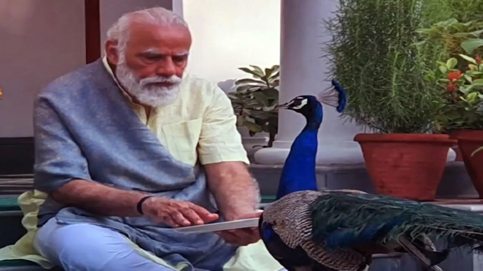 Watch: PM Modi shares video of 'precious moments' feeding peacocks ...