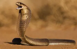 publive-image