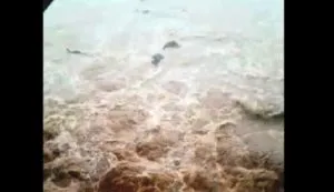 publive-image
