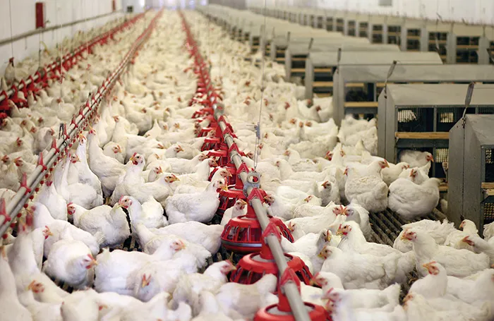 Image result for bird flu in bhubaneswar
