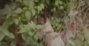 publive-image