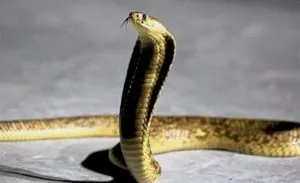 publive-image