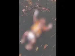 publive-image