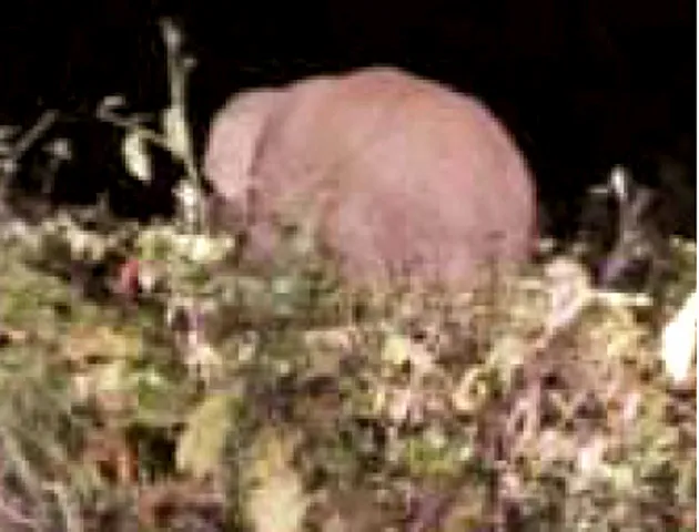 publive-image