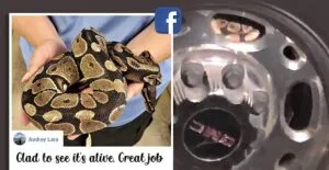 publive-image