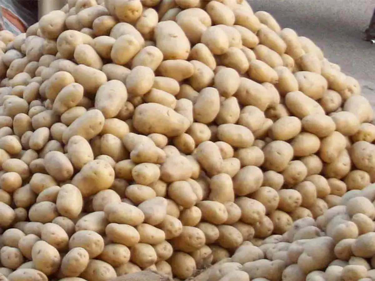 ଉତ୍ତରପ୍ରଦେଶରୁ ଆଳୁ ଆସି ପହଞ୍ଚିଲା