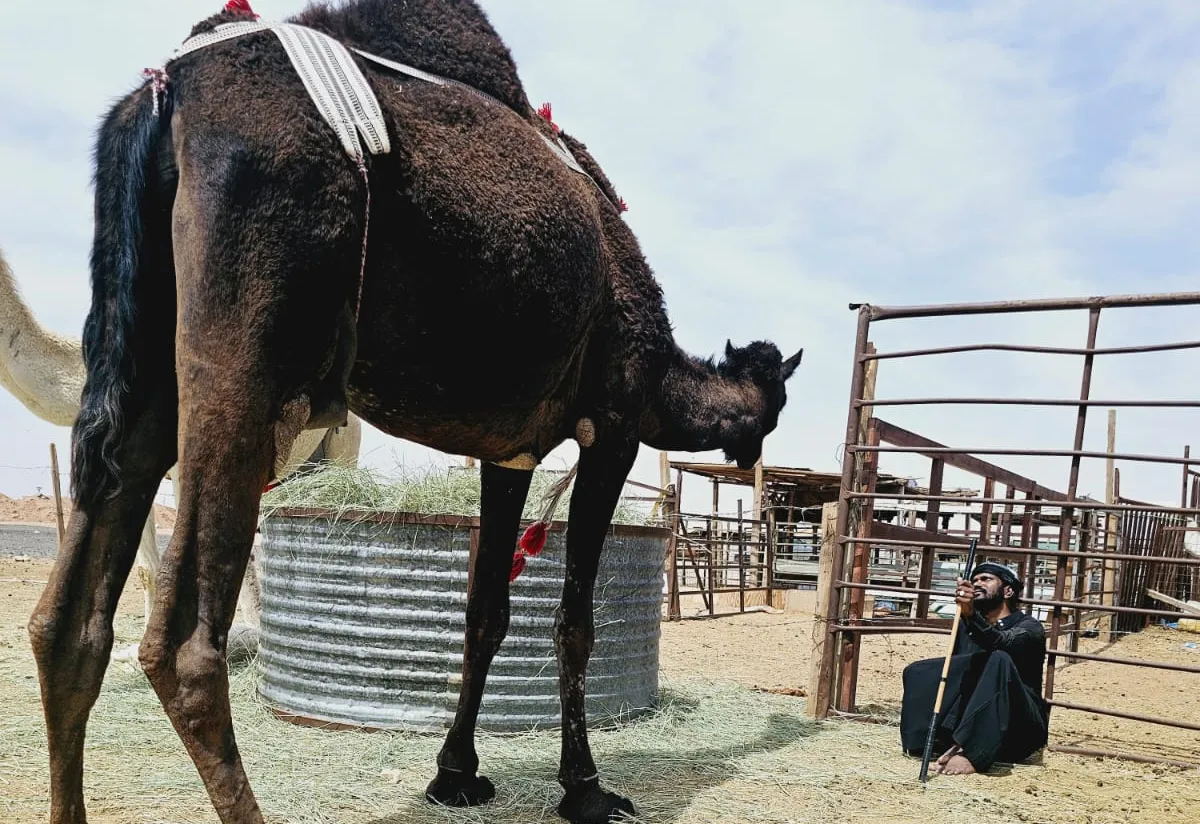 camel-6